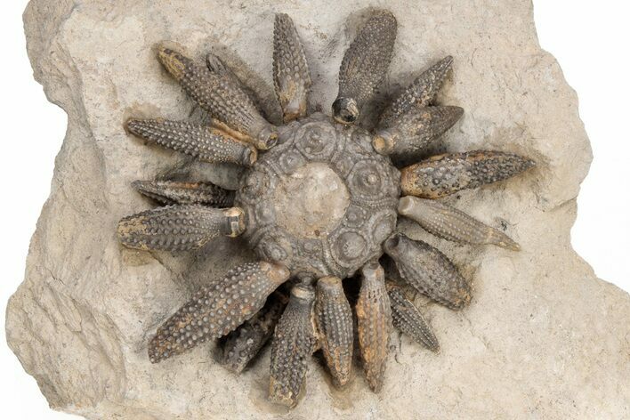 Jurassic Club Urchin (Caenocidaris) - Boulemane, Morocco #217834